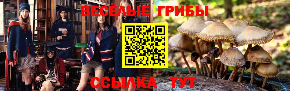 купить закладку  Галлюциногенные грибы Cubensis  Новочеркасск  Вход с VPN  Псилоцибиновые грибы MAGIC MUSHROOMS 